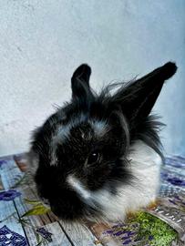 Coniglio Testa di Leone affettuoso