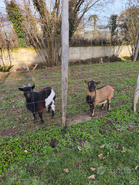 Caprette nane tibetane