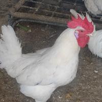 Galli per galline