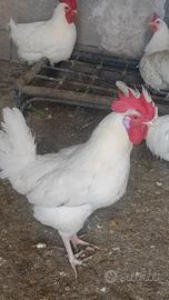 Galli per galline