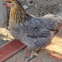 Galline e chicchirinelle