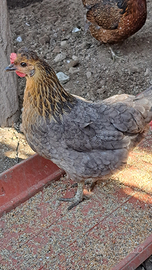 Galline e chicchirinelle