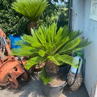 Cycas revoluta