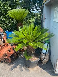 Cycas revoluta