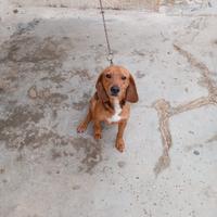 Cani da caccia al coniglio