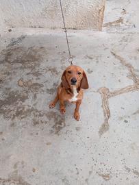 Cani da caccia al coniglio