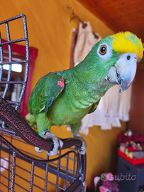 Amazzone fronte gialla