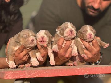 American pitbull terrier