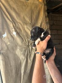 Cuccioli di pitbull