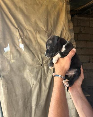Cuccioli di pitbull