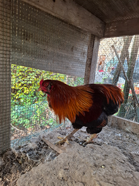 Gallo Araucana