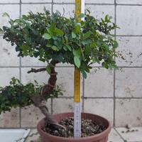 Bonsai Olmo Cinese