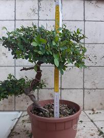 Bonsai Olmo Cinese