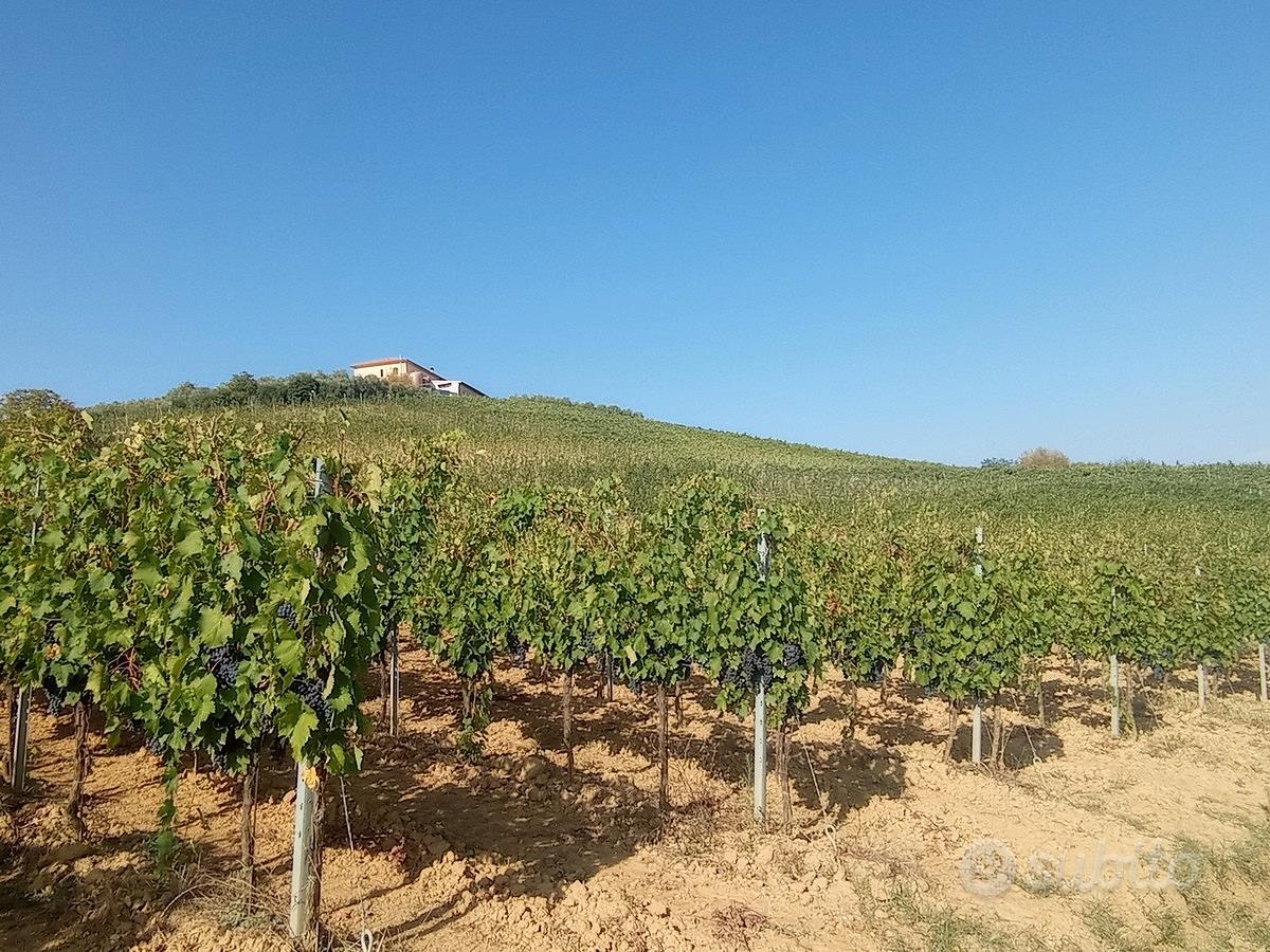 Azienda con vigneto Casale e Cantina Vinci - Altro