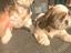 Immagine 5
