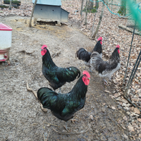 Galli riproduttori Australorp