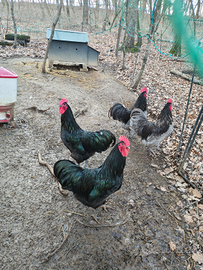 Galli riproduttori Australorp