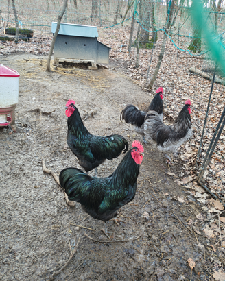 Galli riproduttori Australorp