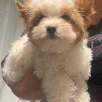 Biewer Yorkshire terrier