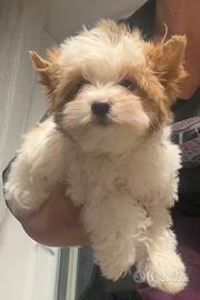 Biewer Yorkshire terrier