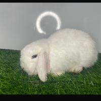 Coniglio ariete, nano femmina