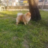 Spitz Tedesco nano/ Volpino di Pomerania per monta