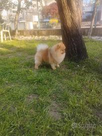 Spitz Tedesco nano/ Volpino di Pomerania per monta