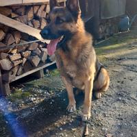 Cane pastore tedesco