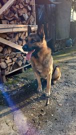 Cane pastore tedesco