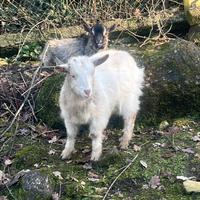 Capretta nana femmina