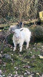 Capretta nana femmina