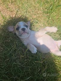 Bulldog francese bianca e crema 1