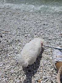 Cane maltese bichon