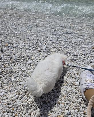 Cane maltese bichon