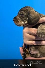 Bassotti a pelo duro color cioccolato