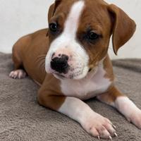 Pitbull *puri