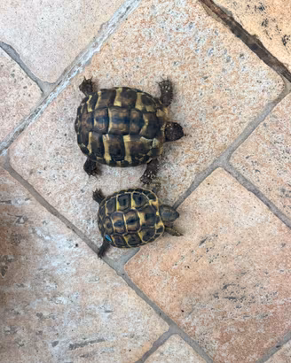 Tartarughe