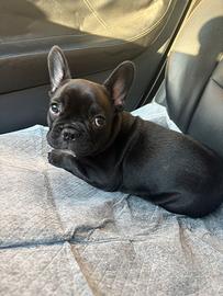 Cucciolo di bulldog