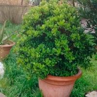 Crassula ovatta 