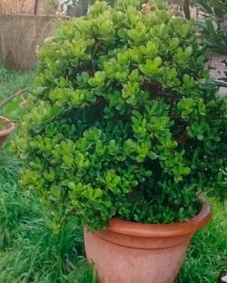 Crassula ovatta 