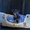 pinscher