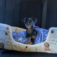 Pinscher