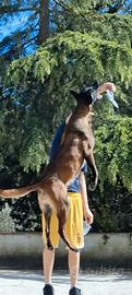 Malinois cucciolona