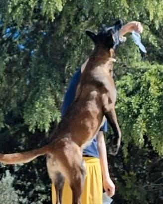 Malinois cucciolona