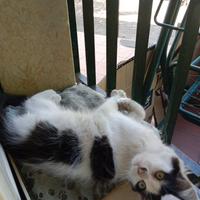 Adorabile gattina di 4 mesi