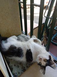 Adorabile gattina di 4 mesi