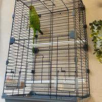 gabbietta per uccellini/ pappagalli