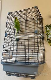 gabbietta per uccellini/ pappagalli