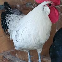 Cambio gallo con galline ovaiole