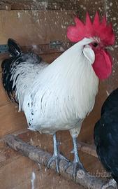 Cambio gallo con galline ovaiole